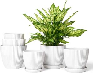 13 Colorful Indoor Flower Plants to Beautify Your Garden 16 Dahey 6 Packs Plastic Planters with Saucers