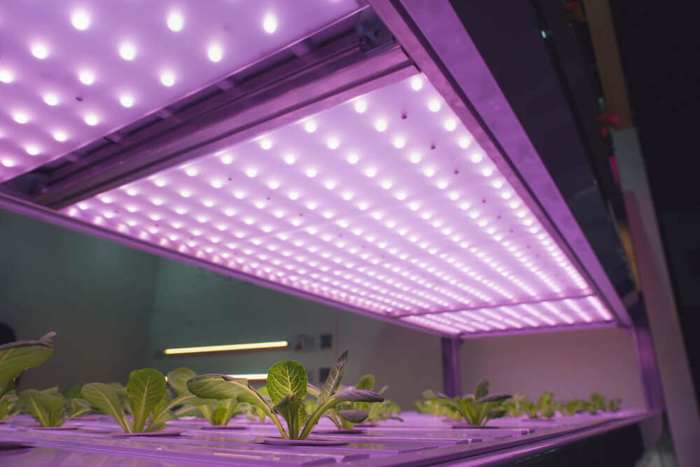 The Best Indoor Plant Light and the Types for Your Garden 3 LED indoor plant light