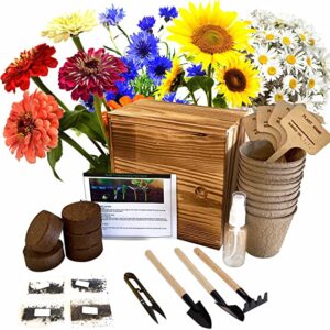 13 Colorful Indoor Flower Plants to Beautify Your Garden 22 Meekear Indoor Daisy Garden Starter Kit