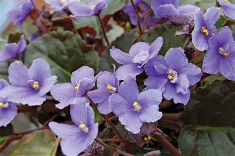 13 Colorful Indoor Flower Plants to Beautify Your Garden 8 African violet flower plant