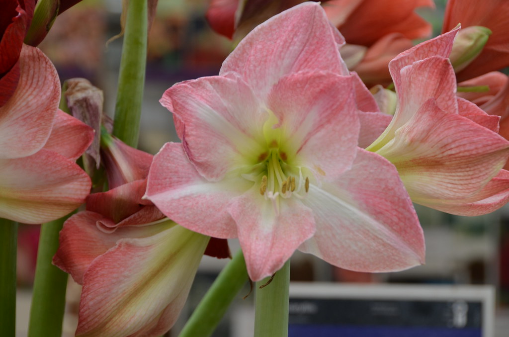 13 Colorful Indoor Flower Plants to Beautify Your Garden 2 Amaryllis flower plant