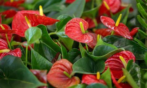 indoor plant tools - an anthurium repotted with a succulent transplanting kit