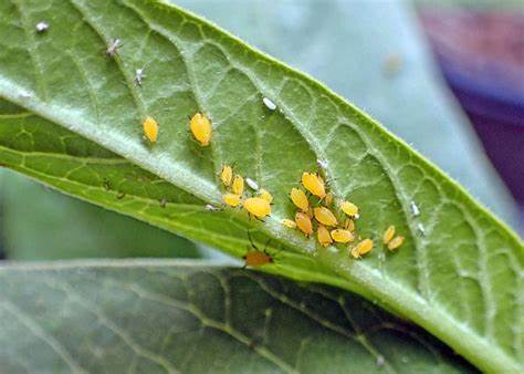 9 Common Indoor Plant Pests and How to Prevent Them 7 Aphids