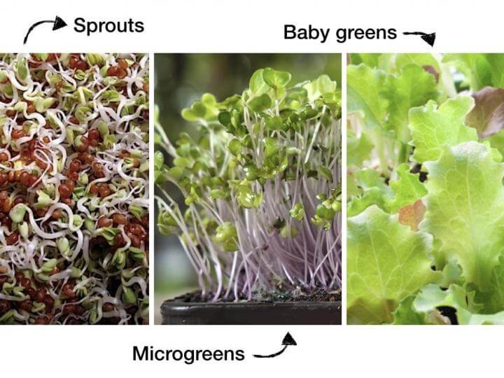 microgreens and sprouts