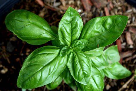 Indoor Herb Garden: Top 5 Accessories and Tips You Should Know 5 basil herb plant
