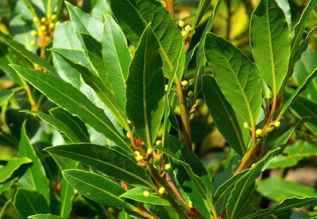 Indoor Herb Garden: Top 5 Accessories and Tips You Should Know 7 bay laurel herb plant