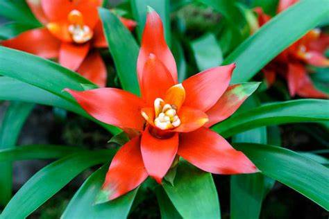 13 Colorful Indoor Flower Plants to Beautify Your Garden 11 Bromeliads flower plant