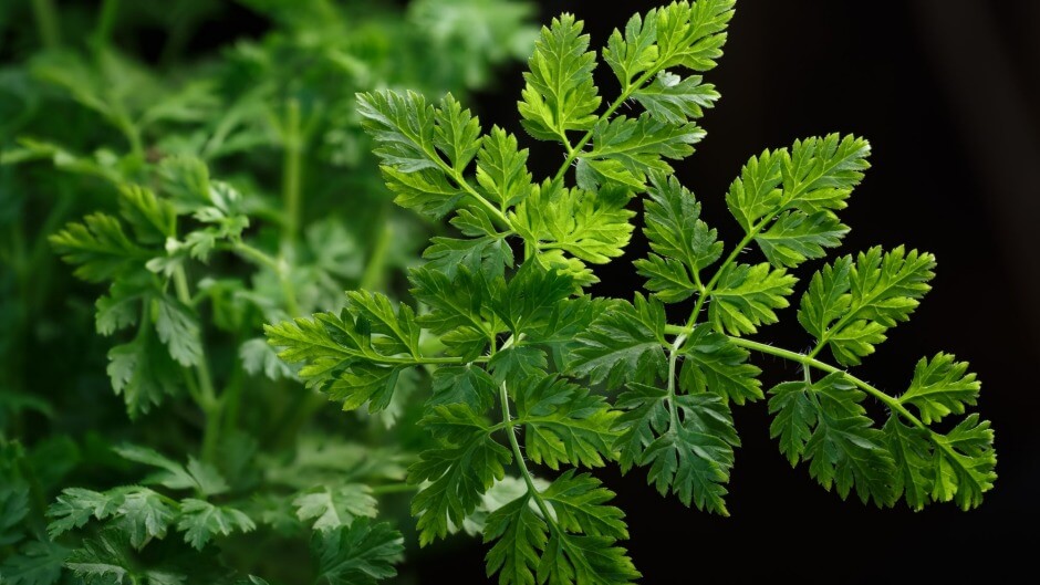 Indoor Herb Garden: Top 5 Accessories and Tips You Should Know 10 chervil herb plant