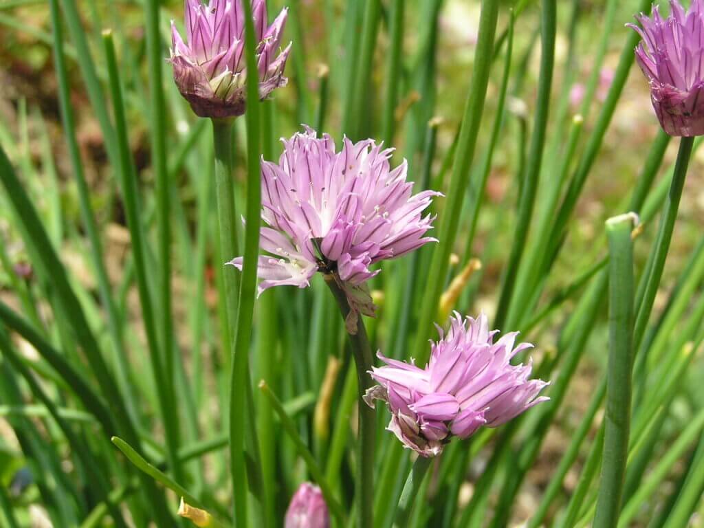 Indoor Herb Garden: Top 5 Accessories and Tips You Should Know 9 chives herb plant