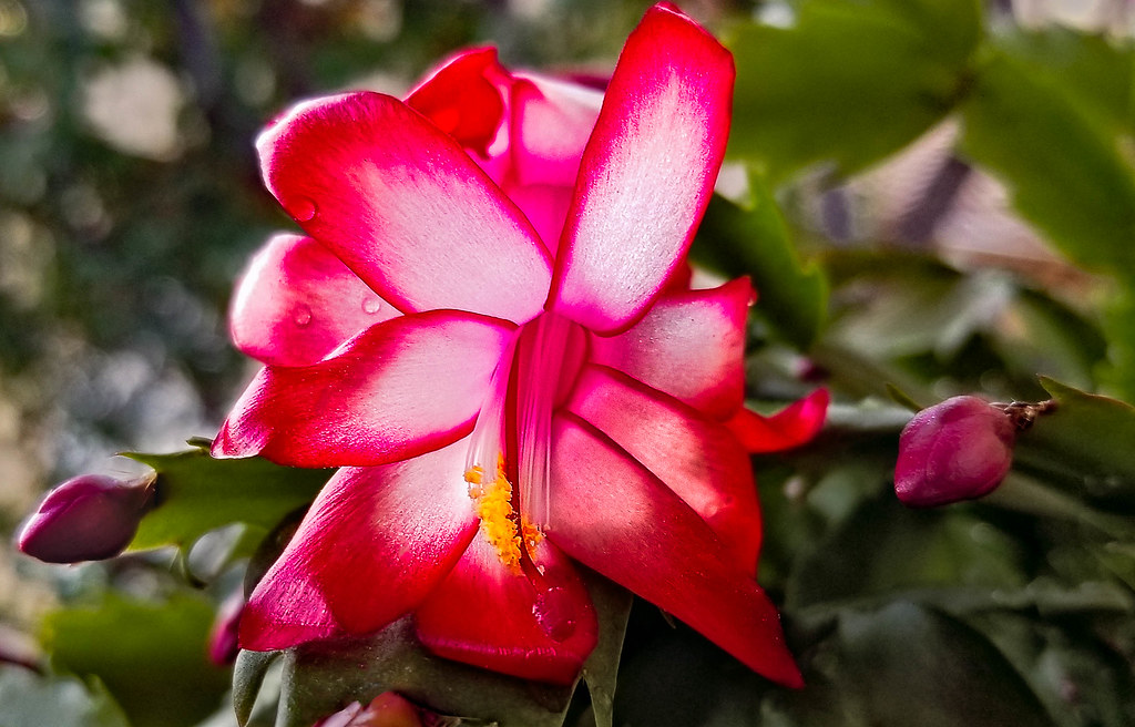 13 Colorful Indoor Flower Plants to Beautify Your Garden 1 Christmas cactus flower plant