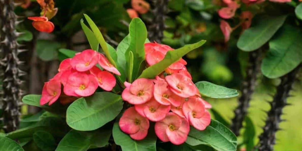13 Colorful Indoor Flower Plants to Beautify Your Garden 7 Crown of Thorns flower plant
