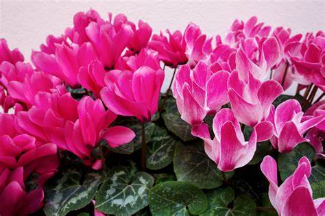 13 Colorful Indoor Flower Plants to Beautify Your Garden 10 Cyclamen flower plant