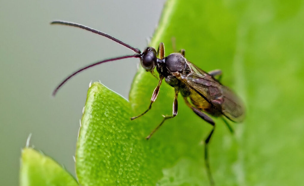 9 Common Indoor Plant Pests and How to Prevent Them 5 Fungus Gnats