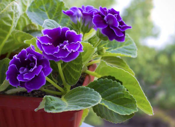 13 Colorful Indoor Flower Plants to Beautify Your Garden 12 Gloxinias flower plant