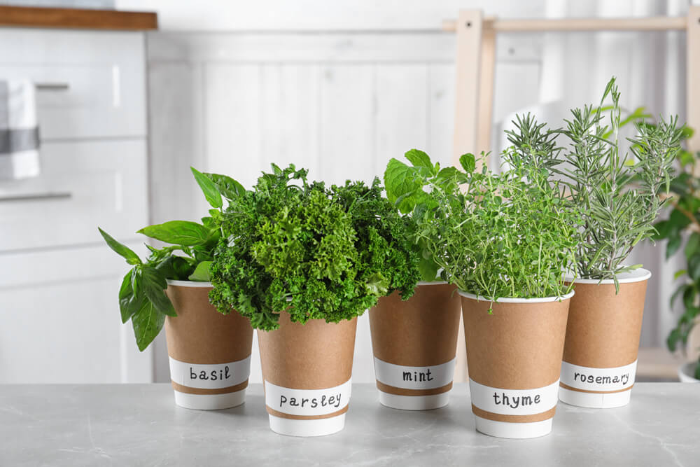 Indoor Herb Garden: Top 5 Accessories and Tips You Should Know 1 indoor herb garden