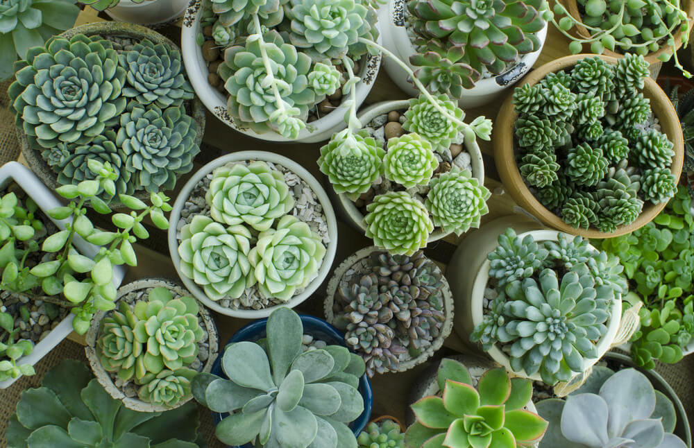 Plant Care: Top 5 Kits and Essential Tips to Make Indoor Gardening Easy 1 houseplant care