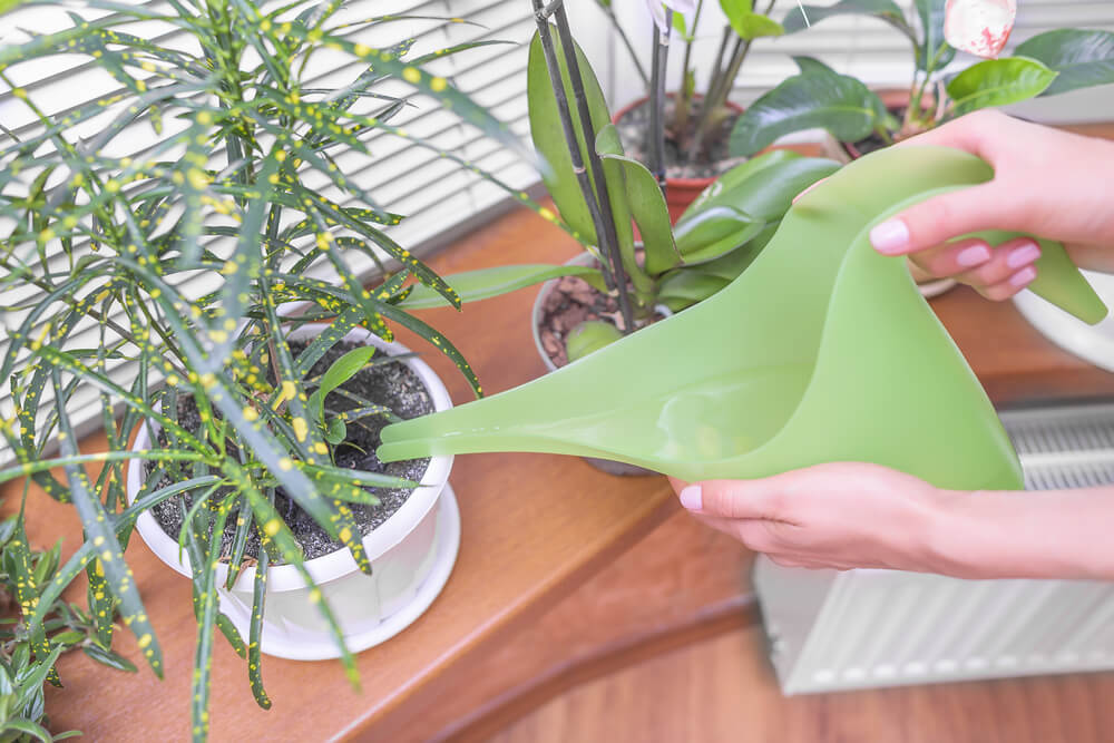 houseplant watering
