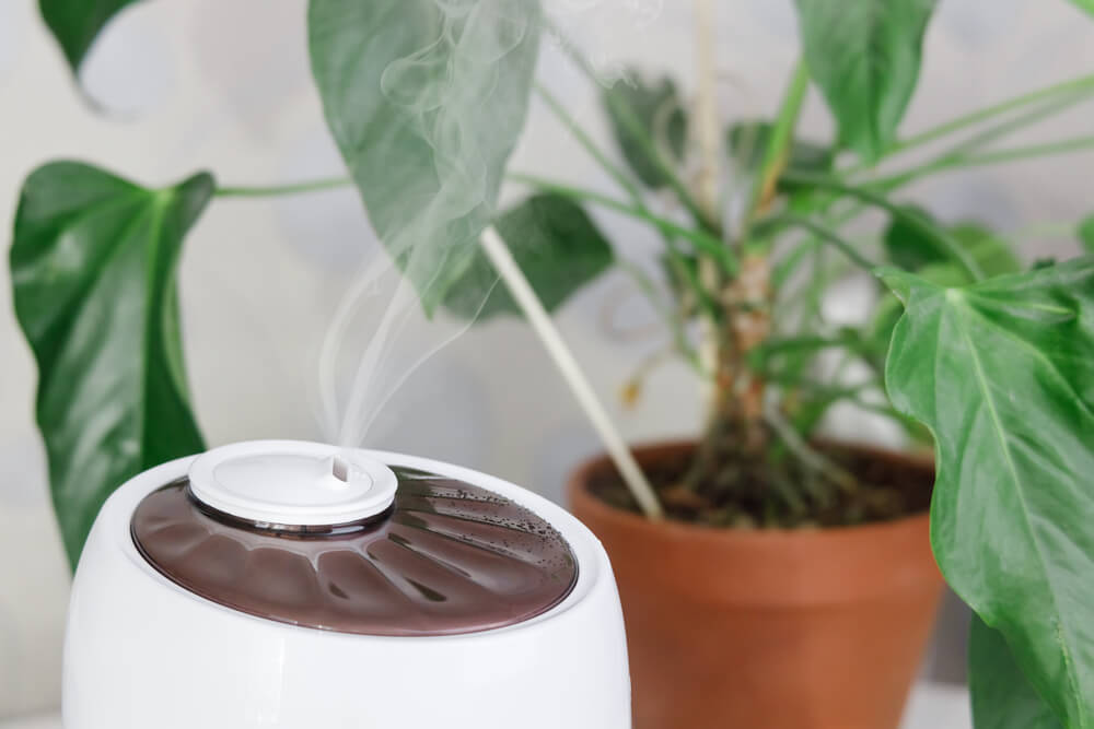 increase humidity for indoor plants