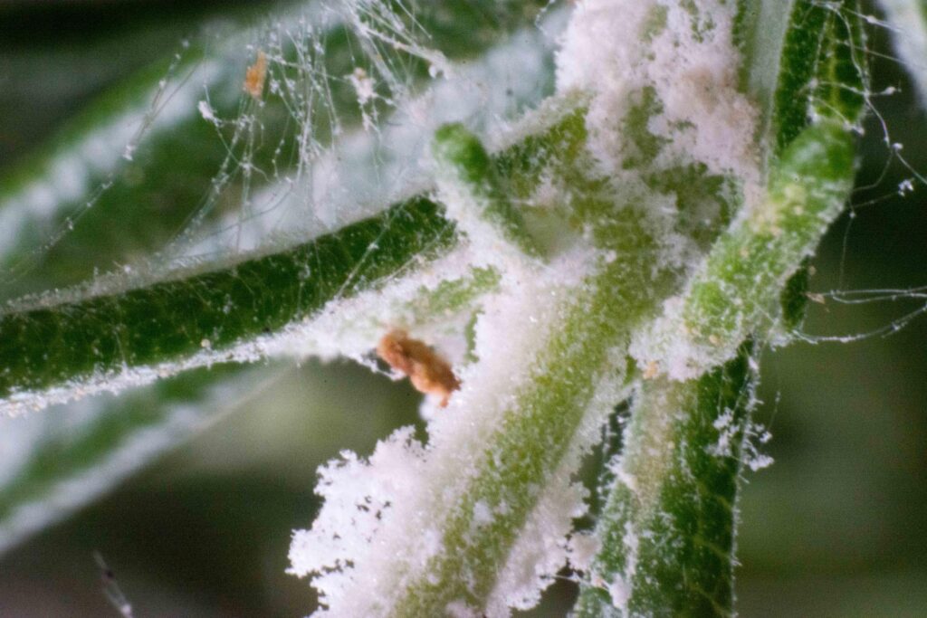 9 Common Indoor Plant Pests and How to Prevent Them 1 indoor plant pests