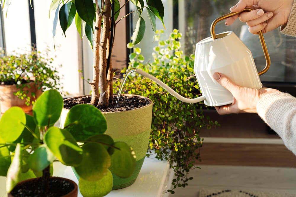 Plant Care: Top 5 Kits and Essential Tips to Make Indoor Gardening Easy 2 indoor plant care