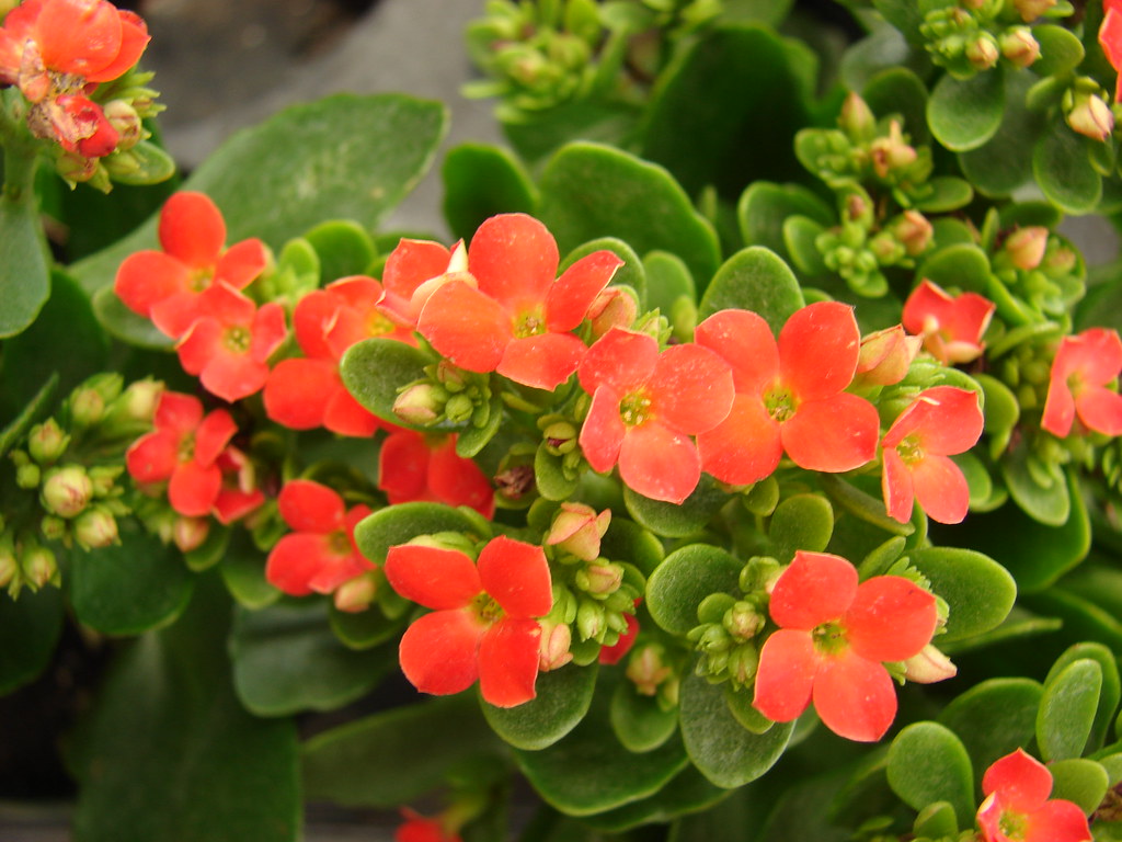 13 Colorful Indoor Flower Plants to Beautify Your Garden 3 Kalanchoe flower plant