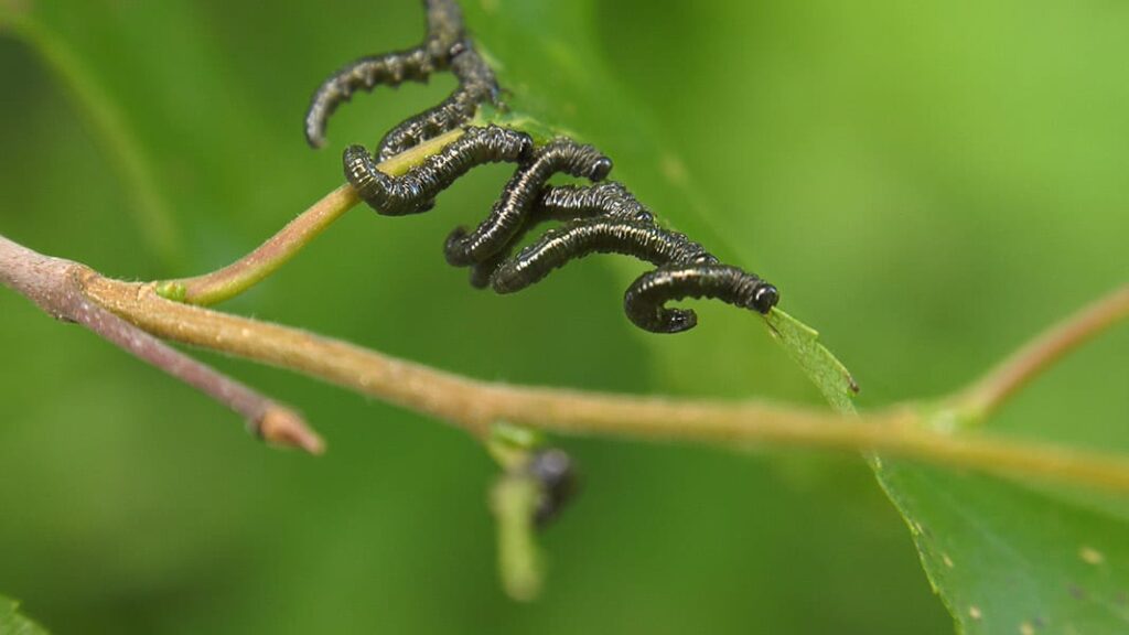 9 Common Indoor Plant Pests and How to Prevent Them 9 Leaf miners