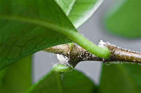 9 Common Indoor Plant Pests and How to Prevent Them 2 Mealybugs