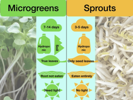 microgreens and sprouts credit microveggydotcom