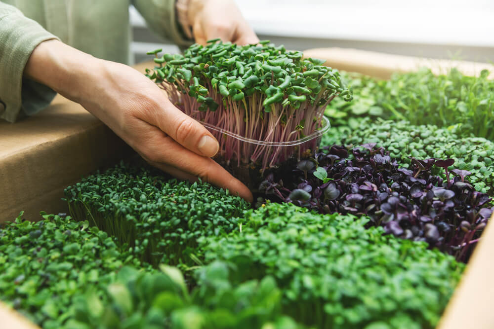 microgreens