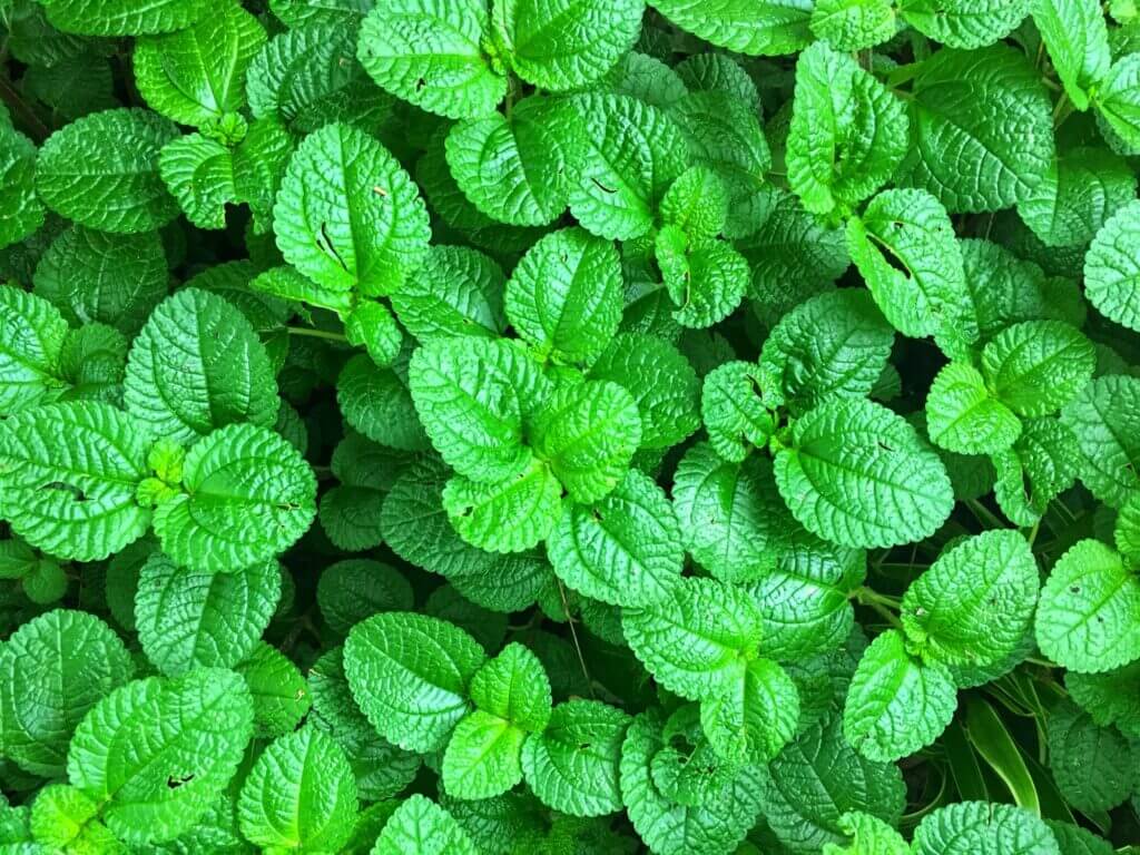 Indoor Herb Garden: Top 5 Accessories and Tips You Should Know 8 mint herb plant