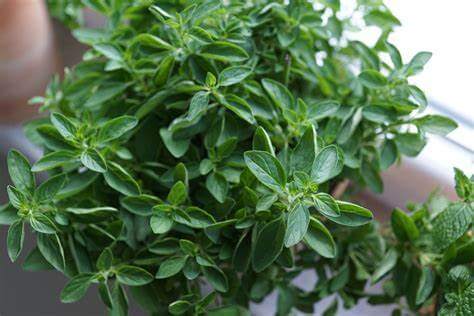 Indoor Herb Garden: Top 5 Accessories and Tips You Should Know 3 oregano herb plant