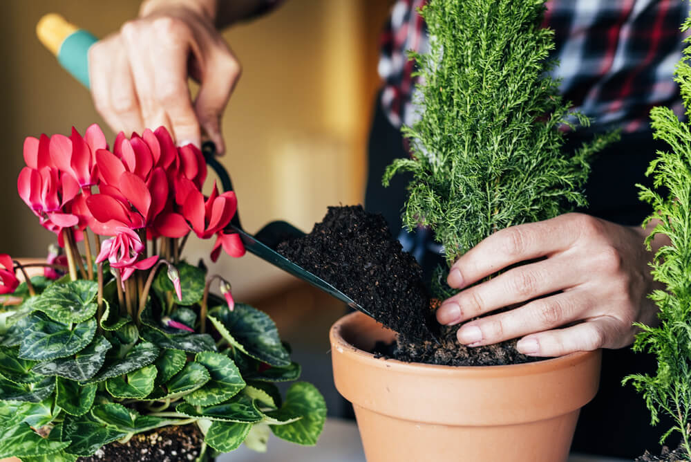 organic fertilizer