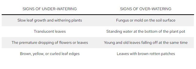 over watering vs under watering