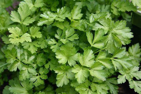 Indoor Herb Garden: Top 5 Accessories and Tips You Should Know 4 parsley herb plant