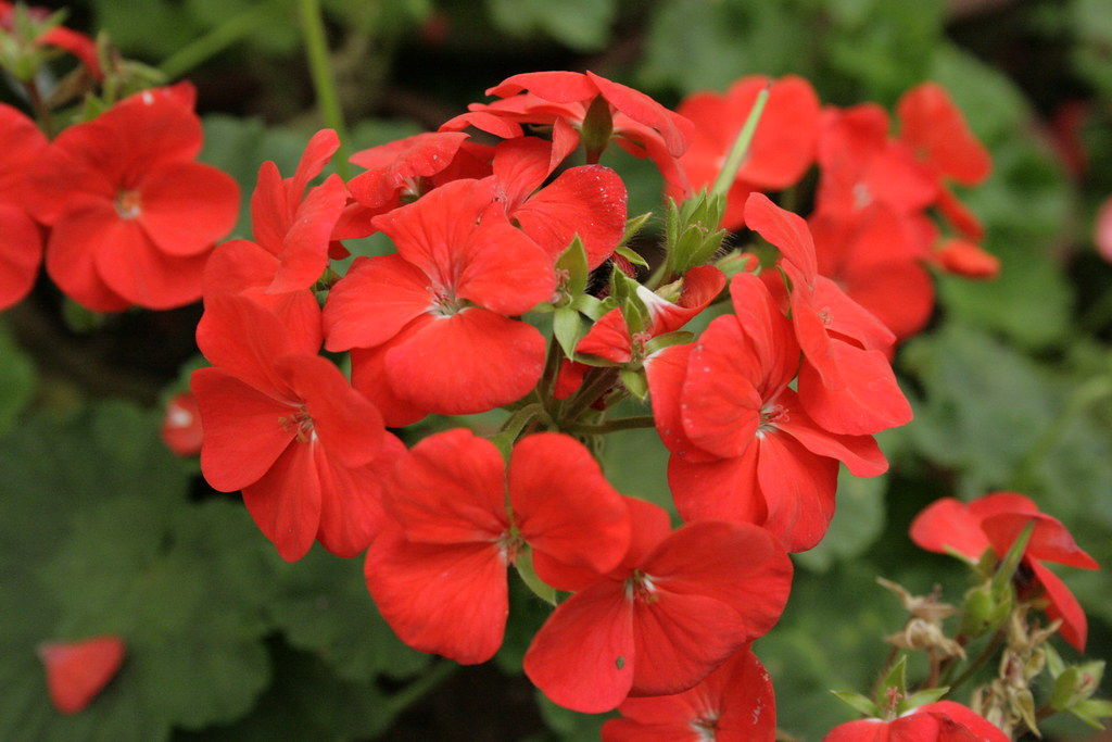 13 Colorful Indoor Flower Plants to Beautify Your Garden 5 Geraniums flower plant