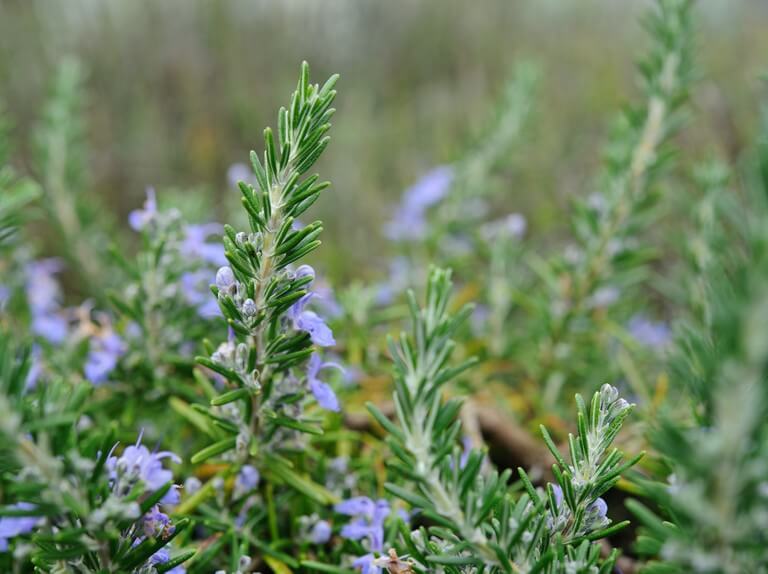 Indoor Herb Garden: Top 5 Accessories and Tips You Should Know 2 rosemary herb plant