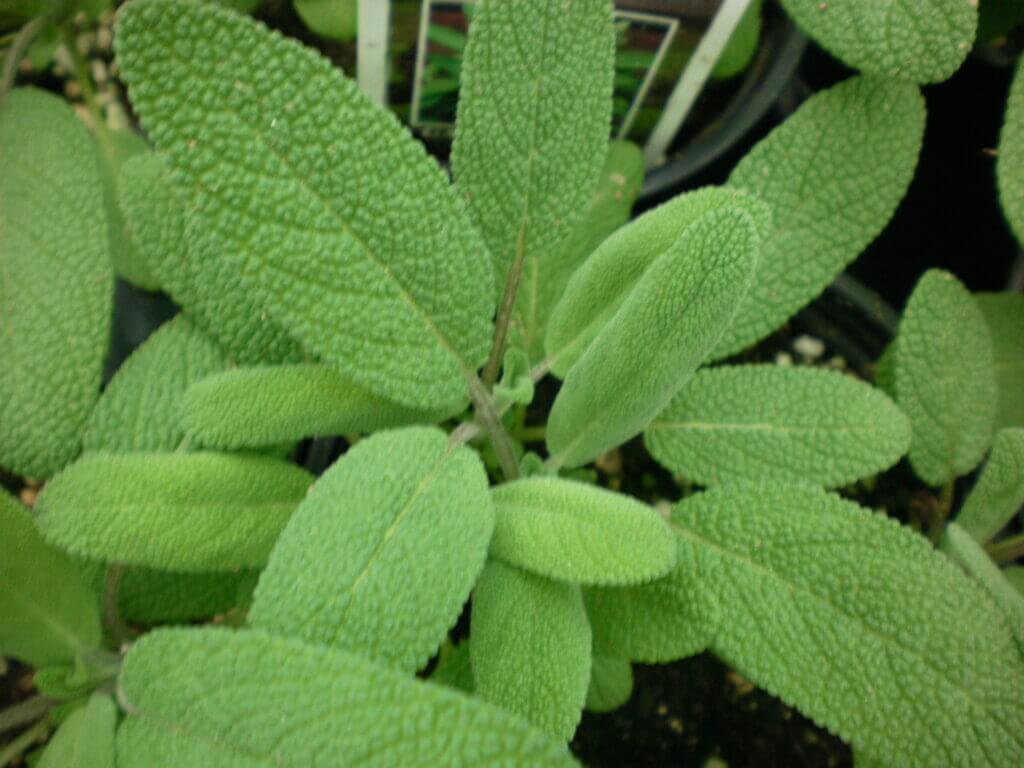Indoor Herb Garden: Top 5 Accessories and Tips You Should Know 11 sage herb plant