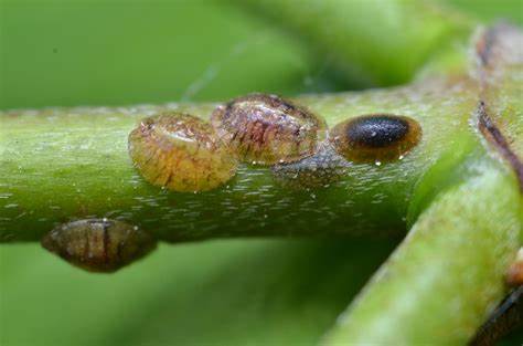 9 Common Indoor Plant Pests and How to Prevent Them 6 Scales