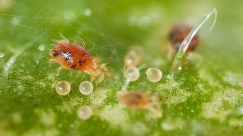 9 Common Indoor Plant Pests and How to Prevent Them 8 Spider Mites