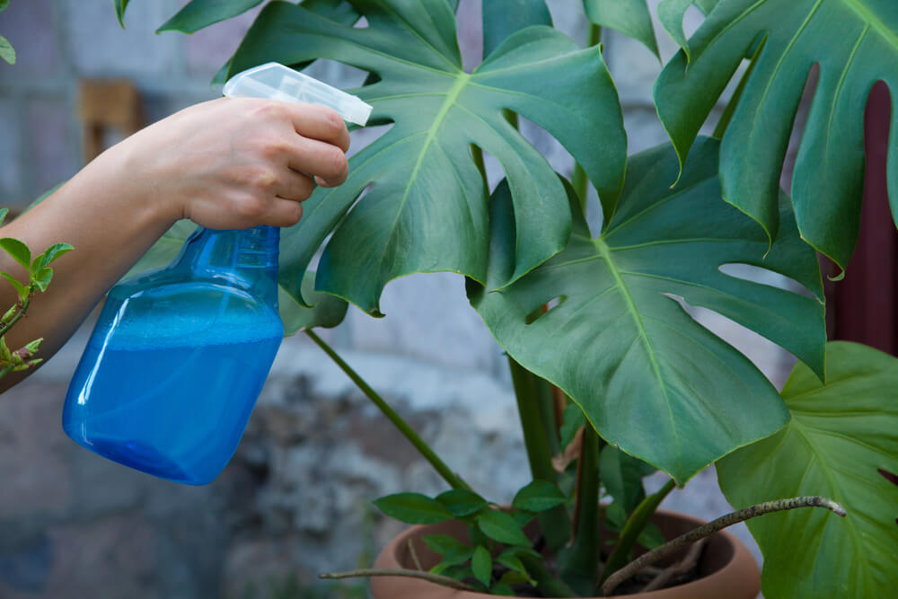 spraying indoor plant to increase humidity