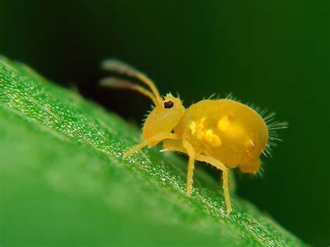 9 Common Indoor Plant Pests and How to Prevent Them 10 Springtails