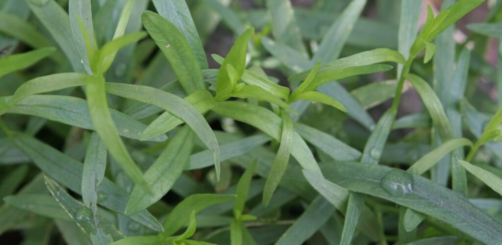 Indoor Herb Garden: Top 5 Accessories and Tips You Should Know 12 tarragon herb plant