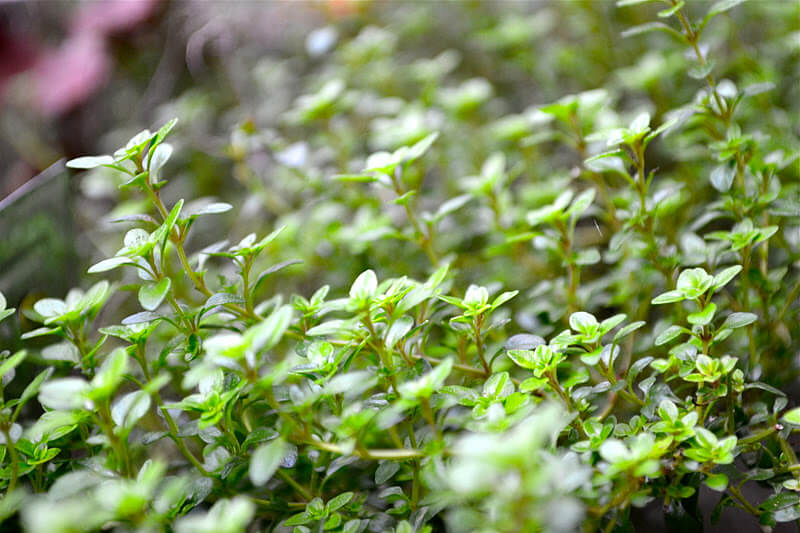 Indoor Herb Garden: Top 5 Accessories and Tips You Should Know 6 thyme herb plant