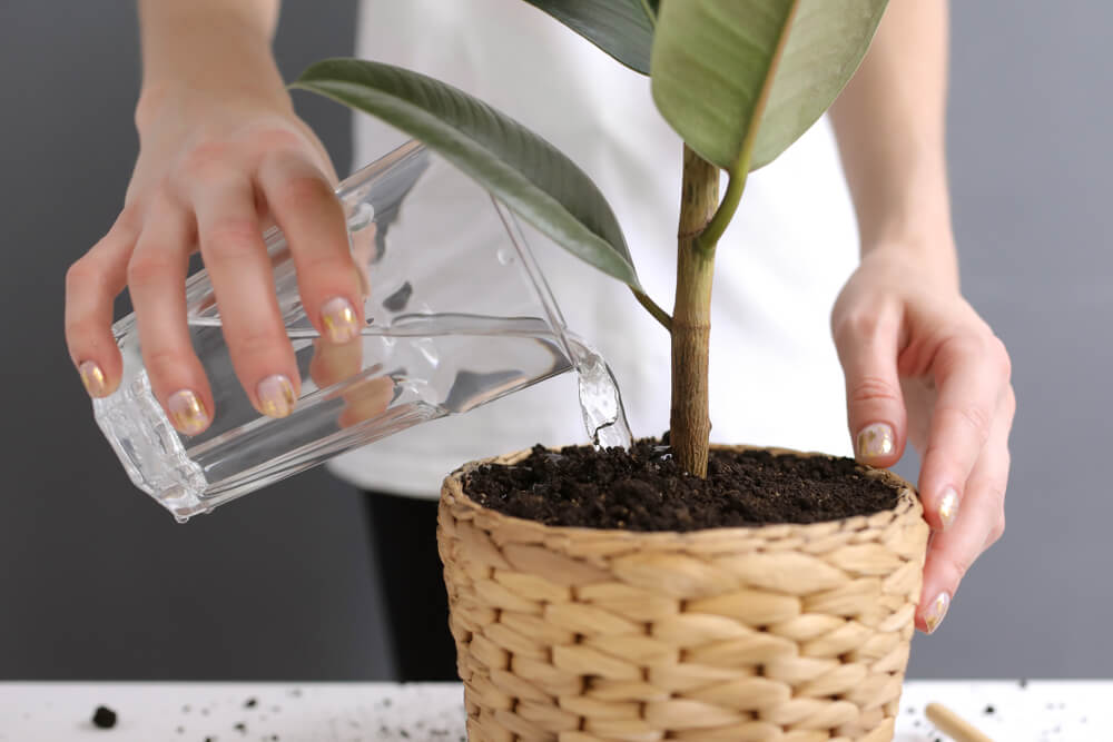 water your indoor plant