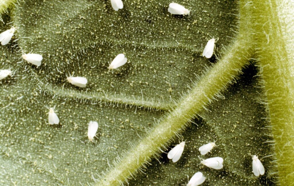 9 Common Indoor Plant Pests and How to Prevent Them 3 Whiteflies