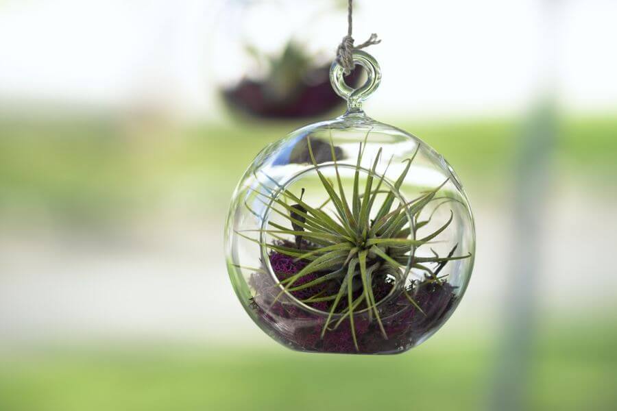 Choosing the Right Terrarium Plants and Top 5 Terrariums for Your Indoor Garden 10 air plants
