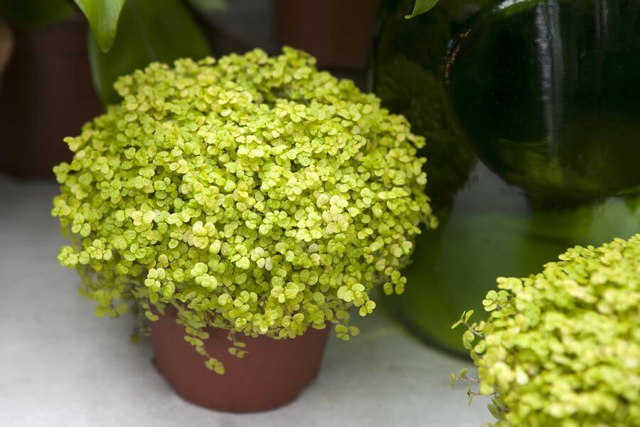 Choosing the Right Terrarium Plants and Top 5 Terrariums for Your Indoor Garden 8 baby tears indoor garden plant