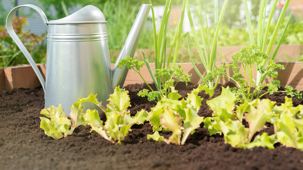 10 Best Indoor Plant Soil and Compost for Houseplant Growth 4 indoor garden soil