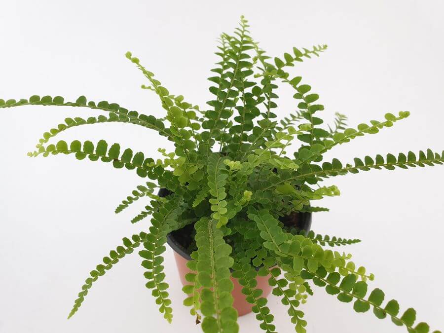 Choosing the Right Terrarium Plants and Top 5 Terrariums for Your Indoor Garden 3 button fern indoor garden plant