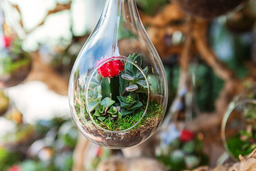 Choosing the Right Terrarium Plants and Top 5 Terrariums for Your Indoor Garden 2 cacti indoor garden plant